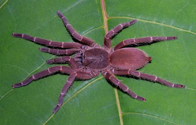 Phlogiellus obscurus (Hirst, 1909), female, Sabah, Borneo
