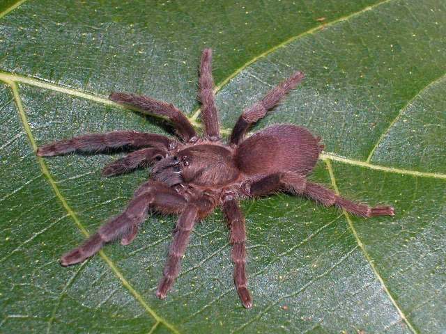 Phlogiellus wataesi (Kishida 1920), female, Orchid Island, Taiwan