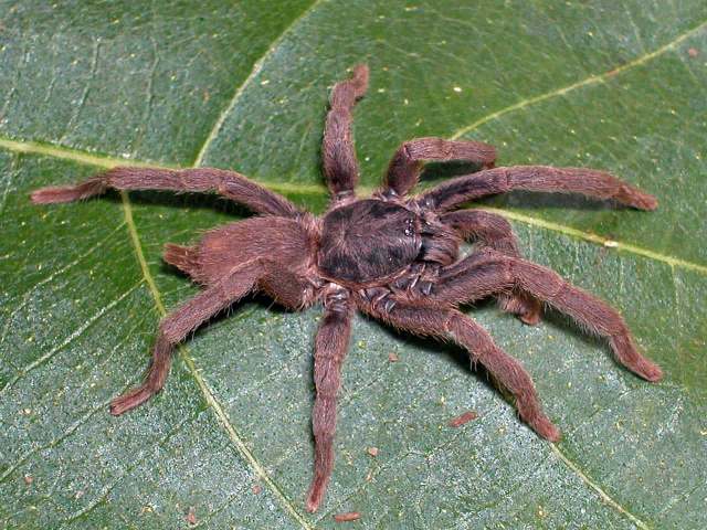 Phlogiellus wataesi (Kishida 1920), male, Orchid Island, Taiwan
