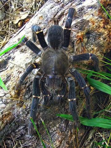 Phoneyusa cf buettneri Karsch, 1886, female, Gabon, West Africa. (Photo - C. Grenier)