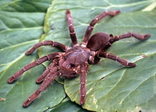 Phoneyusa lesserti Dresco, 1973, female, nr. Bangui, Central African Republic