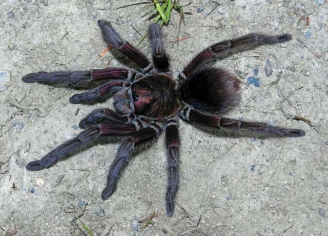 Phormictopus sp.5, female, Dominican Republic
