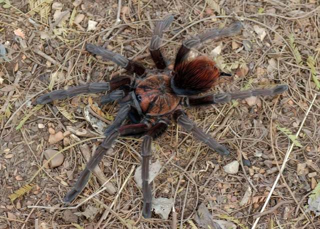 Phormictopus sp.6, female, Dominican Republic