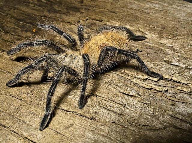 Phrixotrichus cf jara Peraf†n & PÇrez-Miles, 2014, young female, Valdivia Province, Chile. (Photo - B. Lamar)