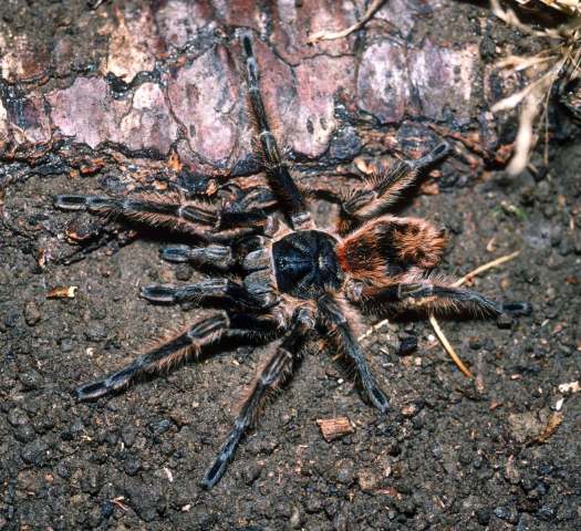Phrixotrichus vulpinus (Karsch, 1880), female, Chile
