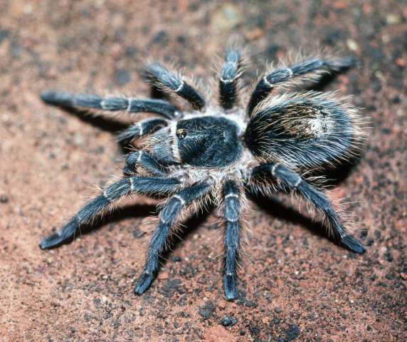 Plesiopelma longisternale (Schiapelli & Gerschman, 1942), female, Argentina