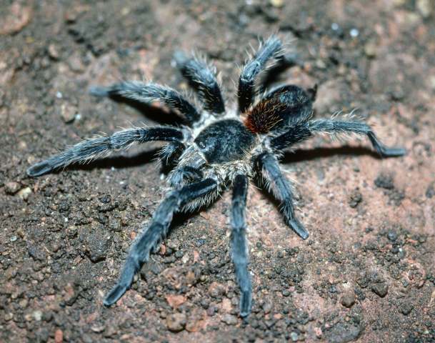 Plesiopelma longisternale (Schiapelli & Gerschman, 1942), male, Argentina