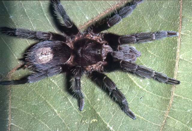 Plesiopelma semiaurantiacum (Simon, 1897), male, Paraguay & Uruguay. (Photo - R. Bertani)