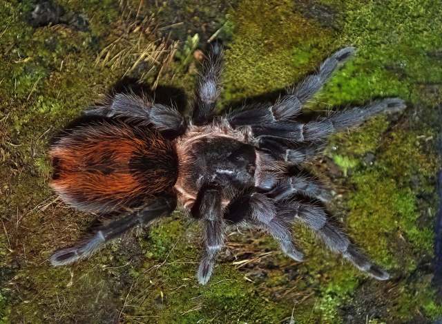 Plesiopelma sp., female, Bolivia. (Photo - E. Ythier)