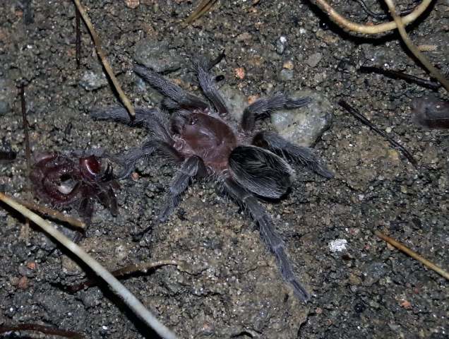 Plesiopelma sp., female, São Paulo State, Brazil. Victor