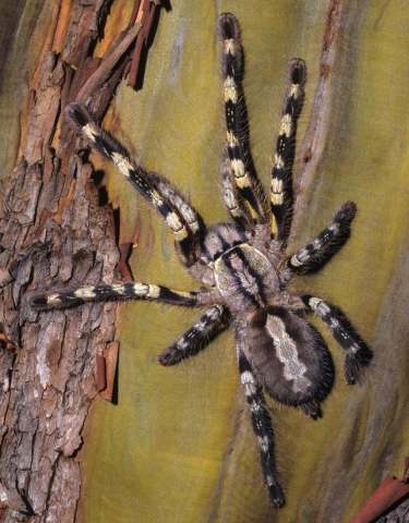 Poecilotheria fasciata (Latreille 1804), female, Sri Lanka