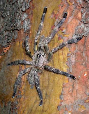 Poecilotheria fasciata (Latreille, 1804), male, Sri Lanka