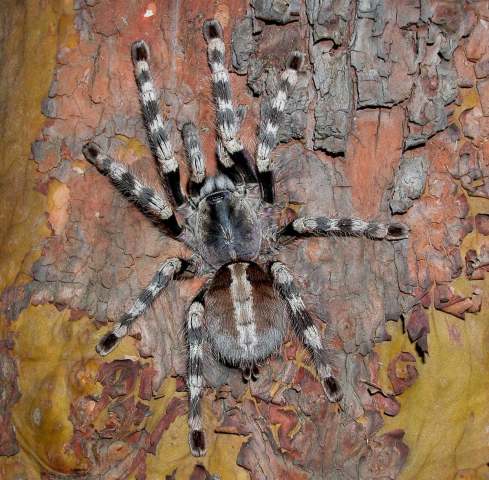 Poecilotheria formosa Pocock 1899, female (dark form), India