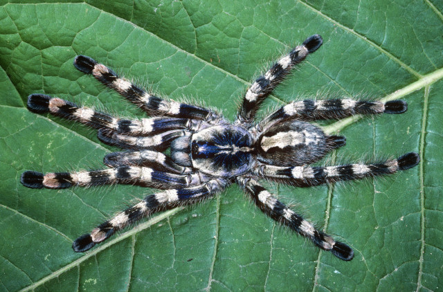 Poecilotheria formosa Pocock, 1899, female (post-molt), India