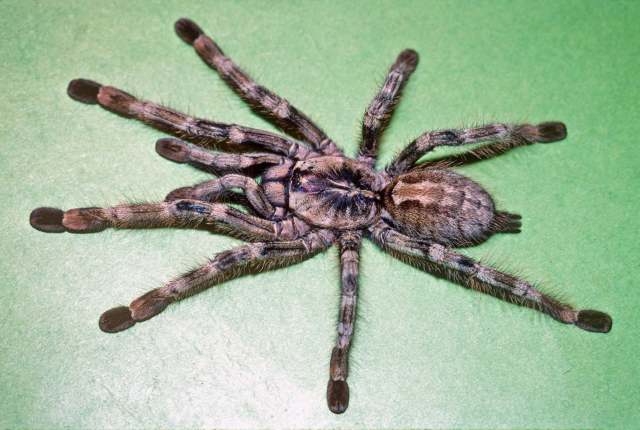 Poecilotheria formosa Pocock, 1899, female [pre-molt], India