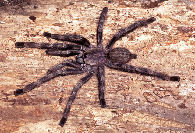 Poecilotheria formosa Pocock 1899, male, India