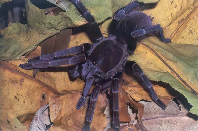 Proshapalopus anomalus Mello-Leit∆o, 1923, female, Brazil. (Photo - R. Bertani)
