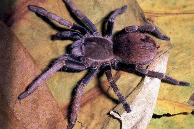 Proshapalopus multicuspidatus (Mello-Leitao 1929), female, Brazil
