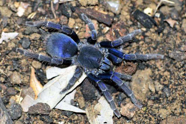 Psednocnemis brachyramosa (West & Nunn, 2010), female, West Malaysia. (Photo - F. Cleton)