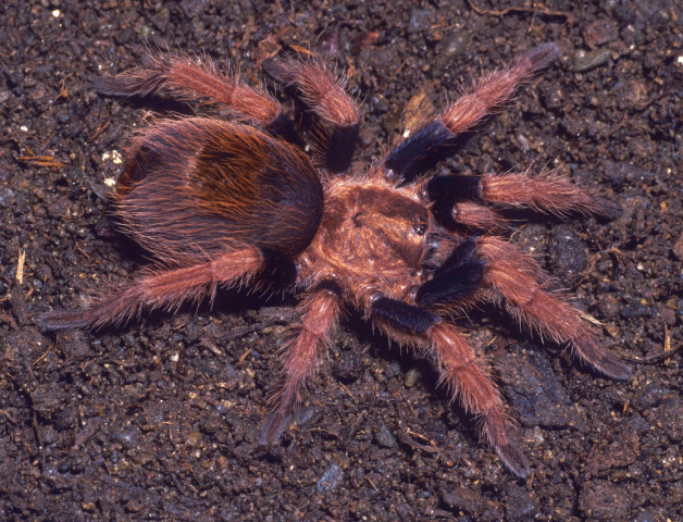 Schizopelma sp.1, female, Jalisco State, Mexico