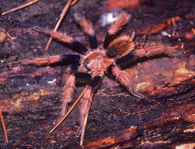 Schizopelma sp.1, male, Jalisco State, Mexico