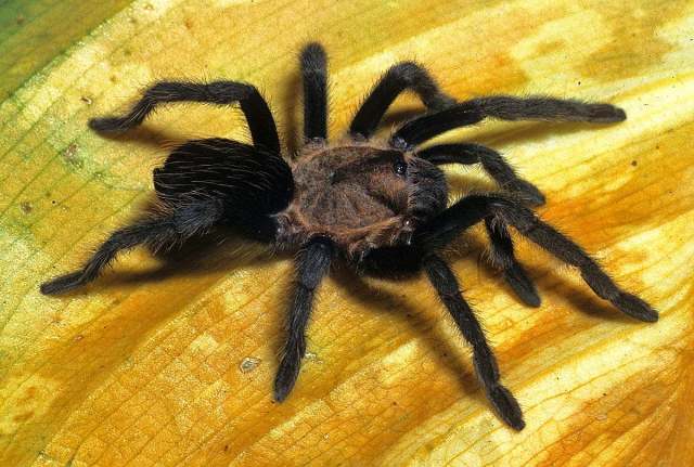 Schizopelma sp.2, female, ne. Oaxaca State, Mexico