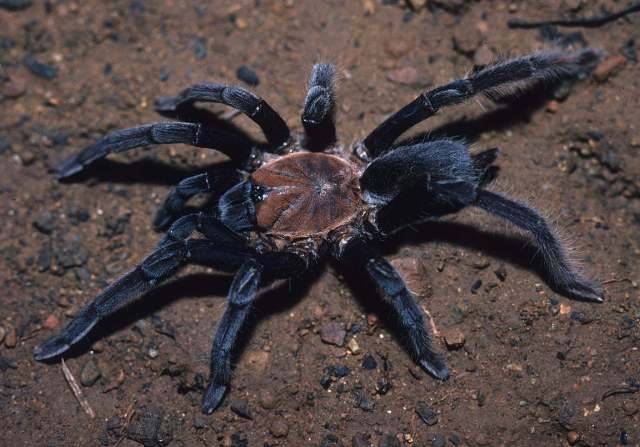 Selenocosmia aruana Strand, 1911, female, Aru Island, Indonesia
