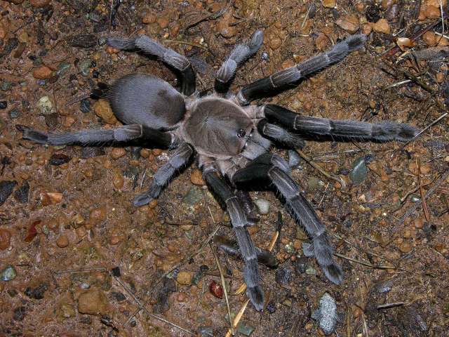 Selenocosmia crassipes (L. Koch, 1874), female (post-molt), n. Queensland, Australia