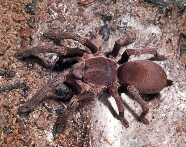 Selenocosmia crassipes (L. Koch, 1874), female (pre-molt), n. Queensland, Australia. (Photo - R. Mascord)