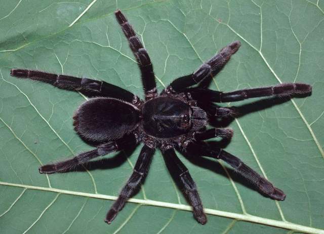 Selenocosmia javanensis (Walckenaer, 1837), female, Bogor, Java, Indonesia