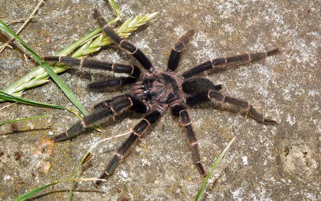 Selenocosmia kovariki (Schmidt & Krause, 1995), male, Vietnam. (Photo - V. Honsa)