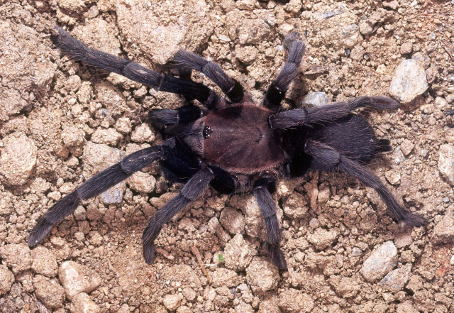 Selenocosmia lanipes Ausserer, 1875, female, Papua New Guinea