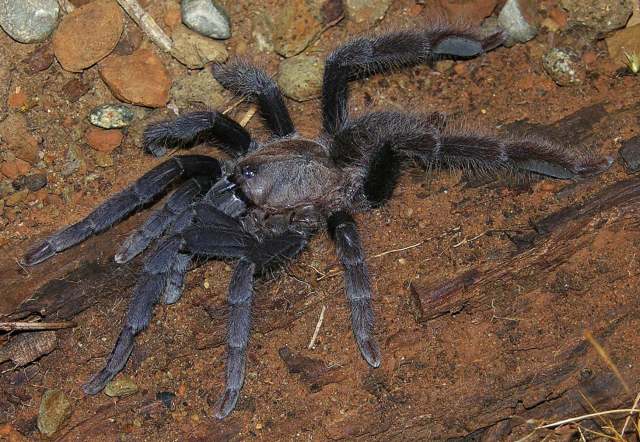 Selenocosmia peerboomi (Schmidt, 1999), female, Negros Island, Philippines