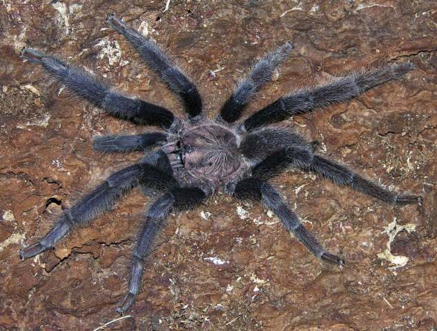 Selenocosmia peerboomi (Schmidt, 1999), male, Negros Island, Philippines