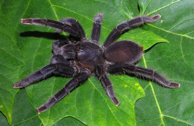 Selenocosmia sp.1, female (post-molt), female, Johor State, West Malaysia