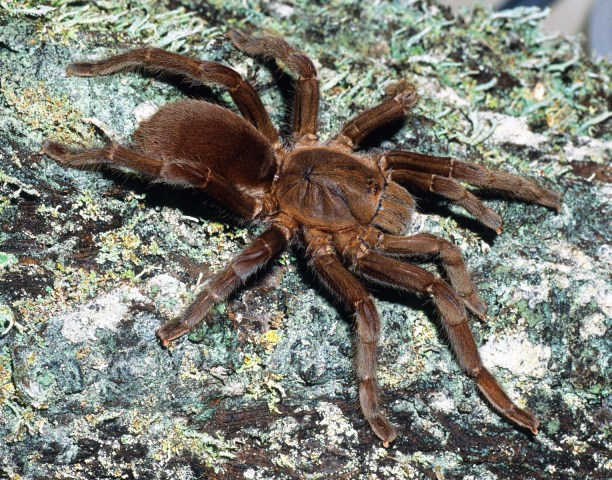 Selenocosmia sp.2, female, Vietnam