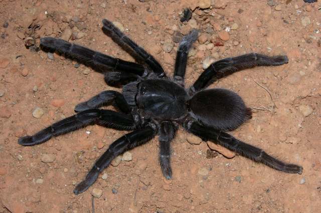 Selenocosmia sp.3, female (large species), e. Java, Indonesia