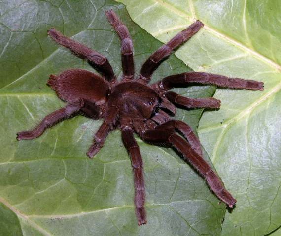 Selenocosmia sp.4, female (small species), central Java, Indonesia