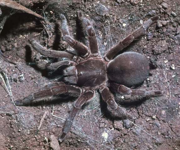 Selenotholus foelschei Hogg, 1902, female, Daly Waters, Northern Territory, Australia. (Photo - R. Mascord)