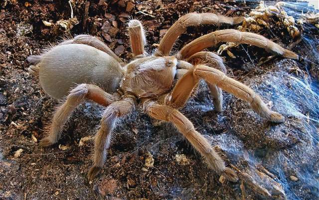 Selenotholus sp., female, Queensland, Australia. (Photo - S. Nunn)-gigapixel-low_res-scale-2_00x