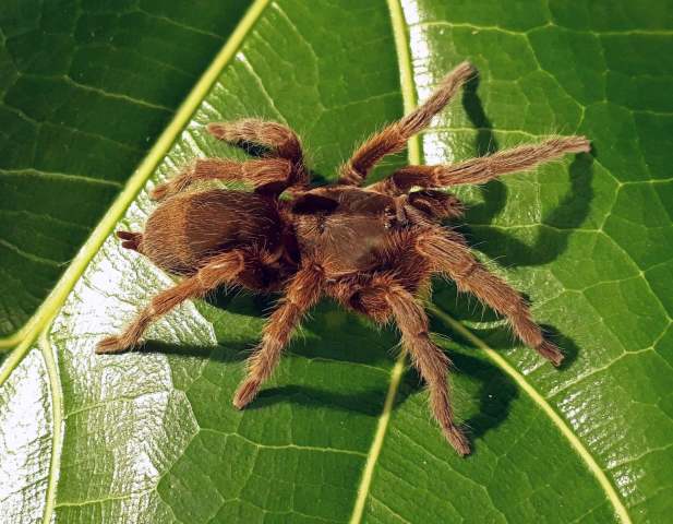 Sickius longibulbi Soares & Camargo, 1948, female (pre-molt), S∆o Paulo State, Brazil. (Photo - V. Ghirotto)