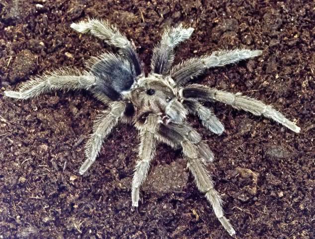 Sphaerobothria hoffmanni Karsch, 1879, male, Costa Rica. (Photo - R. Gallon))