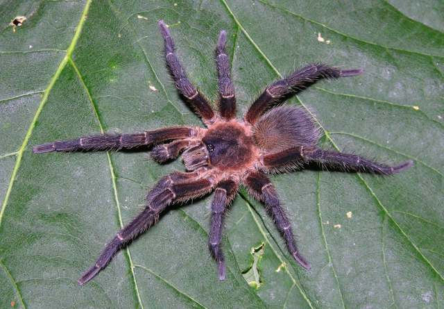 Spinosatibiapalpus trinitatis (Pocock, 1903), male, Trinidad Island, West Indies