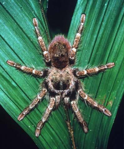 Thrixopelma sp., female (arboreal), Loreto Department, Peru. (Photo J. Cancalosi)