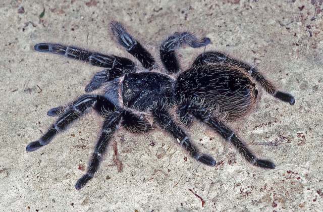 Tliltocatl albopilosus, female, Nicaragua. (Photo P. Freed) (2)
