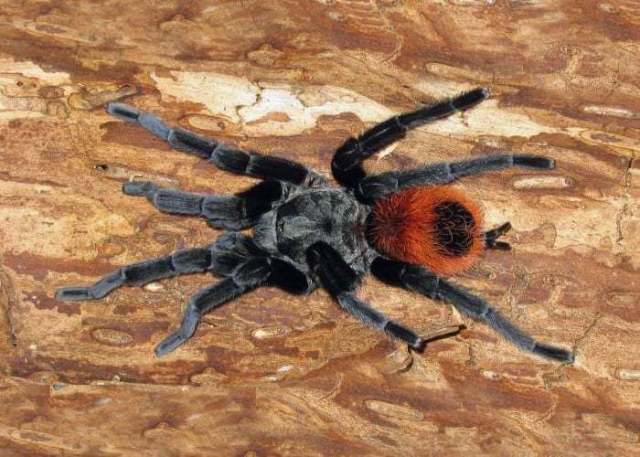 Tliltocatl epicureanus (Chamberlin, 1925), male, Yucatan State, Mexico. (Photo - E. Goyer)
