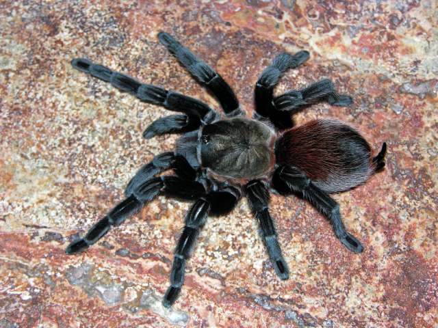 Tliltocatl kahlenbergi (Rudloff 2008), female, Veracruz State, Mexico
