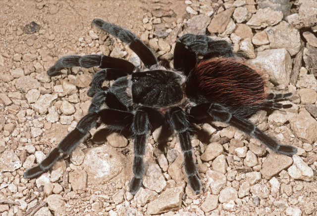 Tliltocatl sabulosus (F. O. P.-Cambridge, 1897), female, Tikal, Guatemala