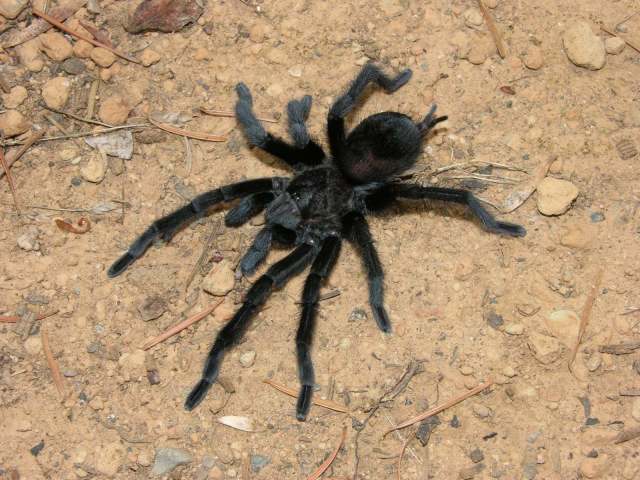 Tliltocatl schroederi (Rudloff 2003), male, Mexico