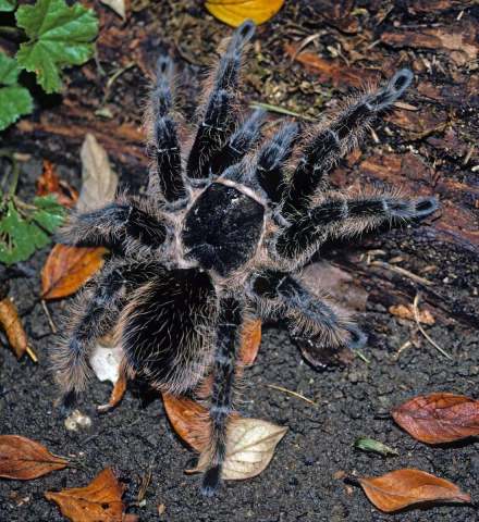 Tliltocatl sp. near albopilosus (Valerio, 1980), female (post molt), Honduras